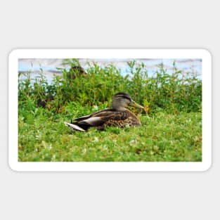 A Duck Resting In The Grass Sticker